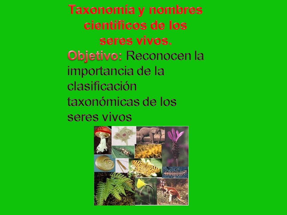 protozoos nombre cientifico